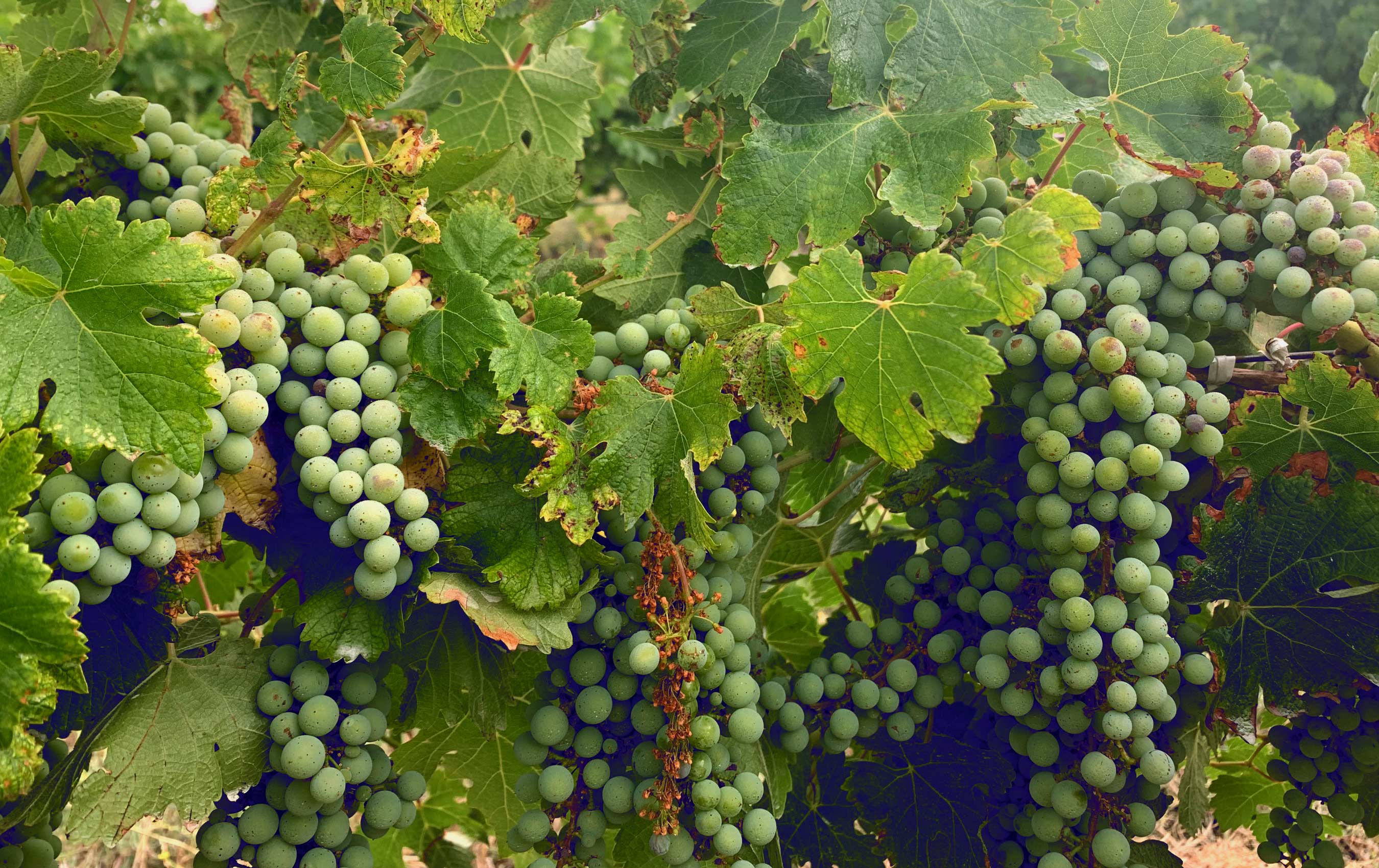 about-grapes-5927.jpg