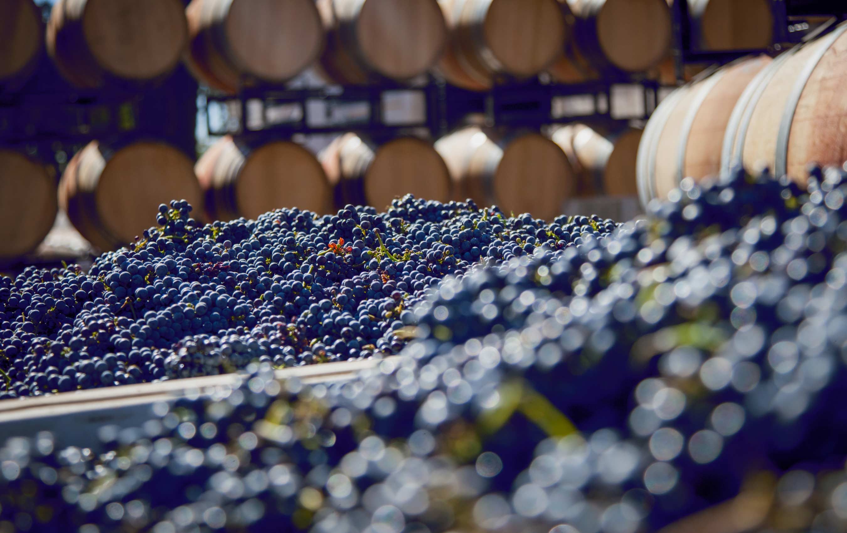 about-grapes-014.jpg