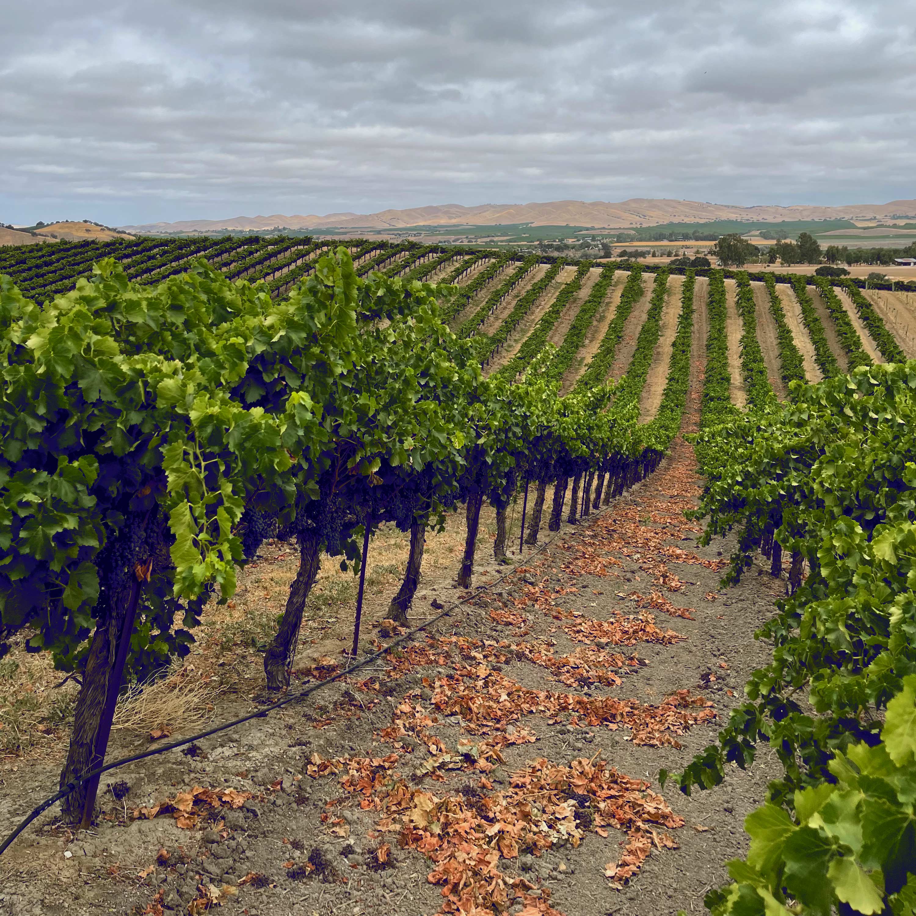 about-vineyard-3359.jpg